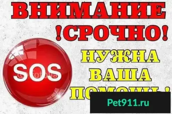 Собаки потеряшки, Некрасово, фото: Потеряшка собака в Костромском районе - помогите найти!