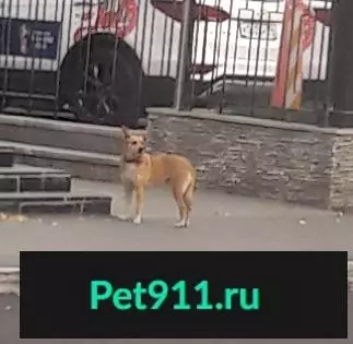 Потеряшка собака на Вторчермете в Екатеринбурге