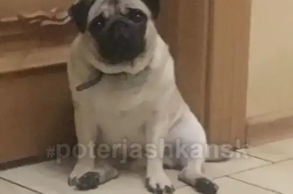 Пропала породистая собака в Новолуговом (ул. Шоссейная, 35)