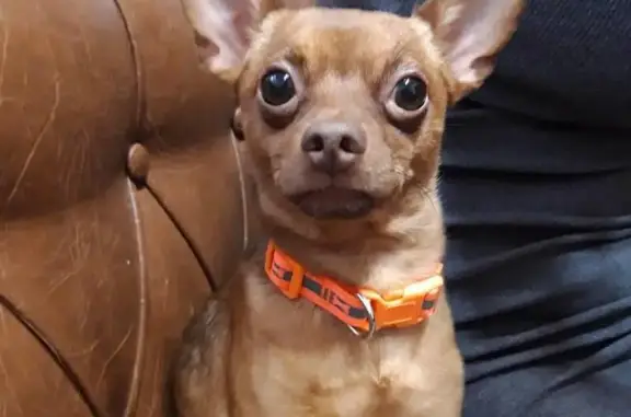 Собаки потеряшки, Иваново, фото: Потеряшка собака в Иваново, вознаграждение за находку!