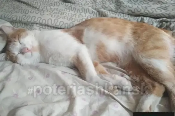 Найден кот на Немировича, домашний и ласковый