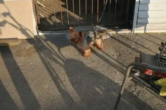 Найдена собака породы йорк терьер в районе Вертодрома