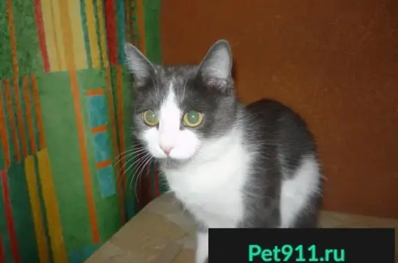 Кошки потеряшки, Набережные Челны, фото: Потеряшка кошка в Набережных Челнах, район 39 комплекса, откликается на кличку Гера.