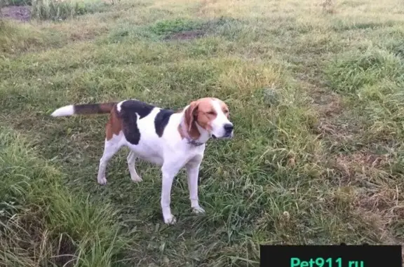 Пропала собака, найдена в Булдаках, Кировская область.