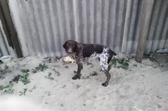 Найдена собака в Шебекино, немецкий курцхаар