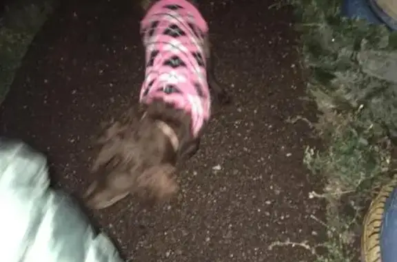 Стерлитамак: найдена собака в розовом костюмчике на улице Артёма