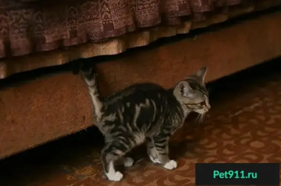 Найдена кошка-котенок мраморного окраса в Ангарске