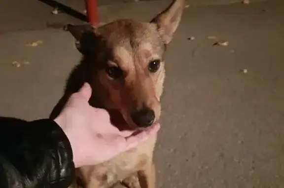 Найдена собака на ул. Степа Разина в Калуге