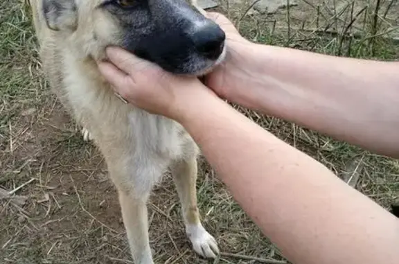 Пропала собака с щенками в Лёвшино, Пермь