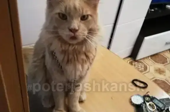 Пропал кот на улице Королева, 32 в Дзержинском районе