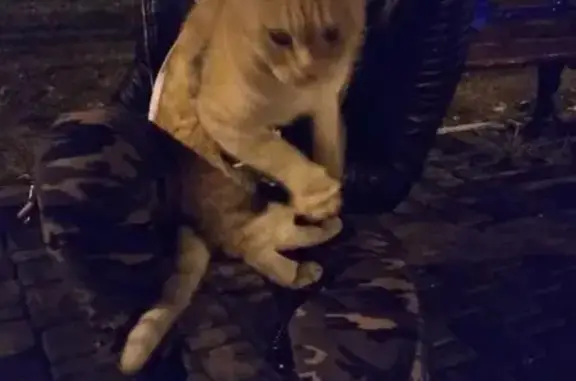 Найдена рыжая кошка на улице Гагарина