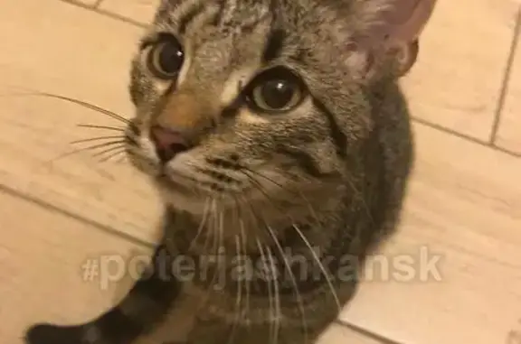 Найден котенок в районе Пашино, ищем нового хозяина