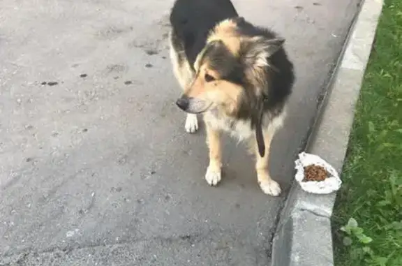 Найдена собака на Нижегородской, 11 в Москве