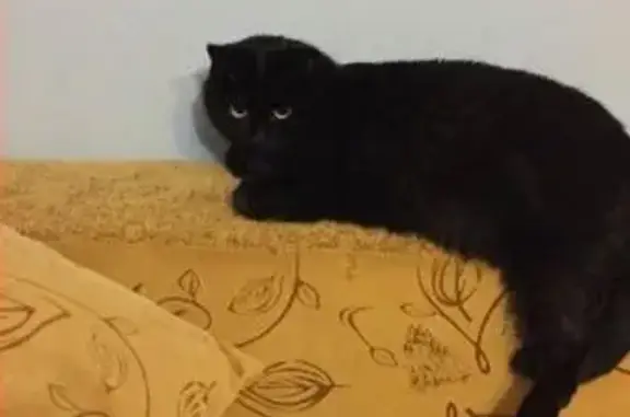 Пропала чёрная кошка в частном секторе Малой Мопры, Новосибирск