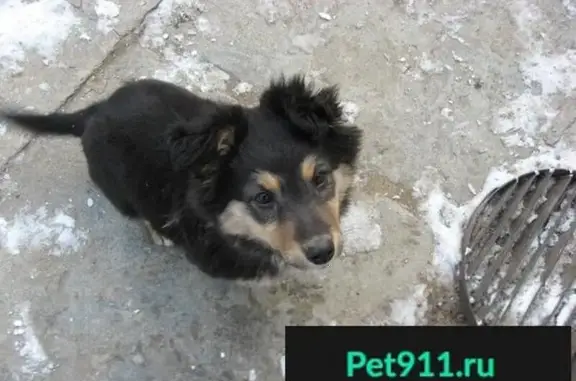 Пропала собака в Феодосии, помогите найти!