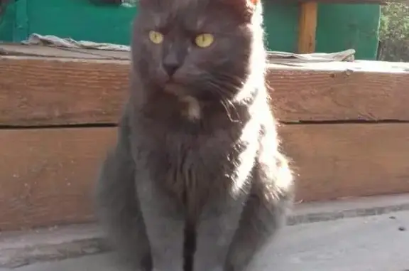 Найдена кошка в деревне Авсюнино, МО