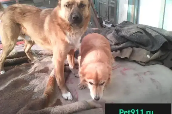Пропала собака в Амурской области, возможно нуждается в лечении