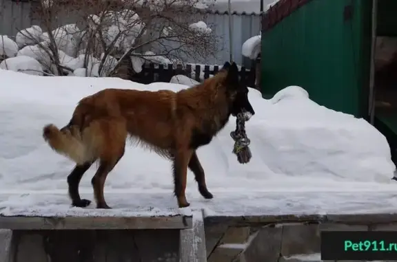 Пропала собака Зевс в Первоуральске, Пильная.