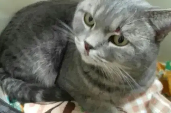 Найден британский кот возле магазина ЭЛИЗА на ул. Дружбы Народов, ищем хозяев или новый дом
