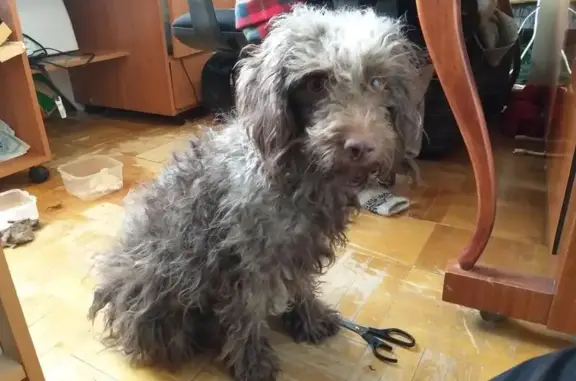 Найдена ласковая собака на улице Луначарского, Нижний Новгород