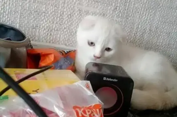 Кошки потеряшки, Тольятти, фото: Потеряшка котенок Сёма на ул. Жукова 11а, Тольятти