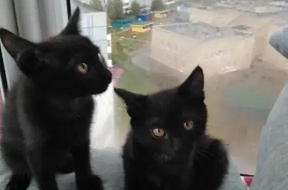 Найдены два котенка на трассе, ищут дом