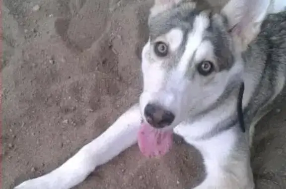 Пропала собака Буран на ул. Чишмяле, Казань