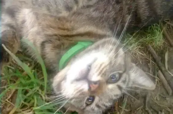 Пропала кошка в Болшево, найден зеленый кот