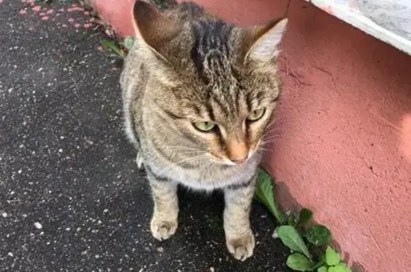 Найдена домашняя кошка в Рязановском поселении