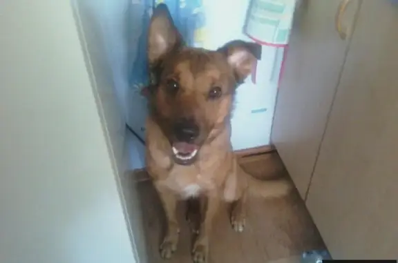 Пропала собака Сема в Дзержинске