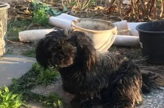 Найдена собака на дачном участке в Подольске