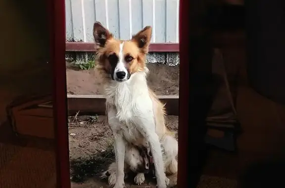 Пропала собака в Минусинске, Красноярский край