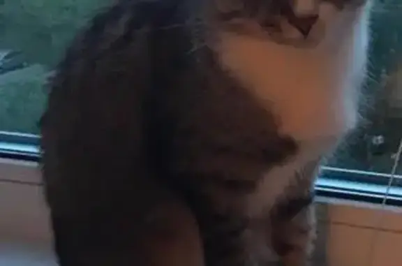 Кошки потеряшки, Теплотехник Снт, фото: Потеряшка кошка в СНТ Теплотехник, Московская область