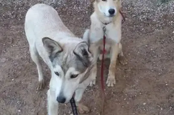 Найдены две умные собаки в Красногорске