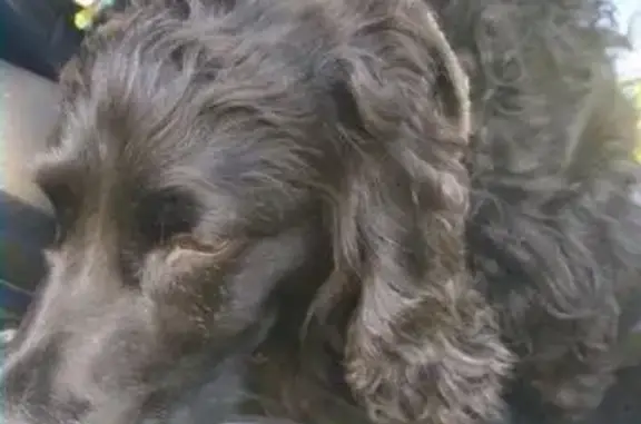 Пропала собака, найден русский спаниель в Карелии