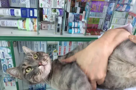 Найдена кошка возле аптеки Алвик