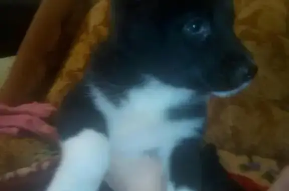 Собаки потеряшки, Назия, фото: Потеряшка собака в Назии, вознаграждение 10 000 р.