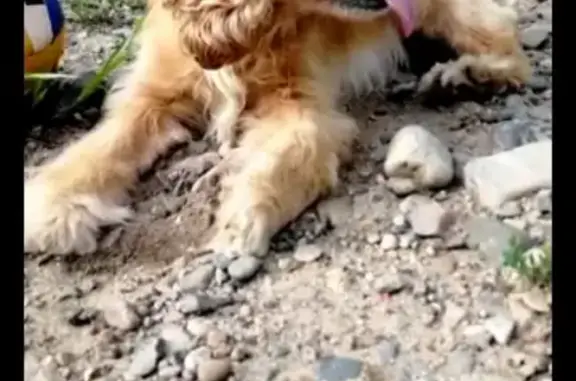 Пропала собака - коккер спаниэль в Уссурийске