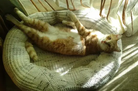 Кошки потеряшки, село Лебедёвка, фото: Потеряшка кошка в селе Лебедевка на улице Элитной (Новосибирская область)