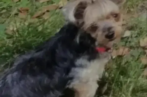 Собаки потеряшки, СНТ Дубок, фото: Потеряшка собака Йорк в Московской области, вознаграждение