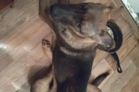 Пропала собака Джек в Томске, микрорайон Каштак