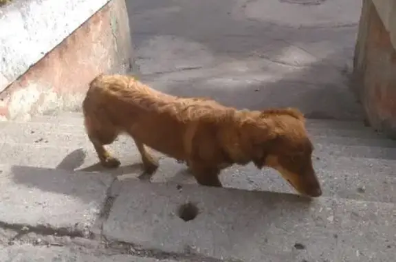 Собака на улице Зои Космодемьянской, Калининград