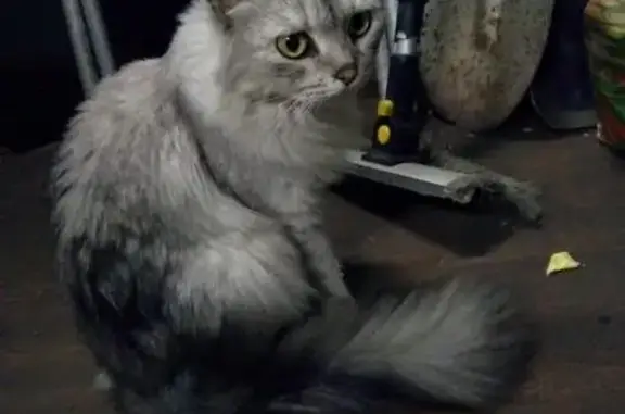 Найдена кошка на Большой Черкизовской, 30к5