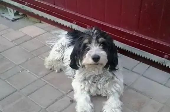 Пропала собака Тоша в Знаменском Поле, п.Горки-2