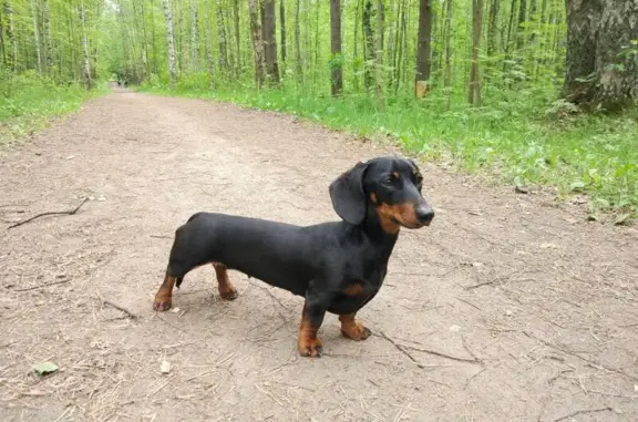 Собаки потеряшки, им. Морозова, фото: Потеряшка собака в Морозовском поселении