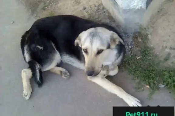 Пропал мальчик-пёс на остановке в Новочебоксарске