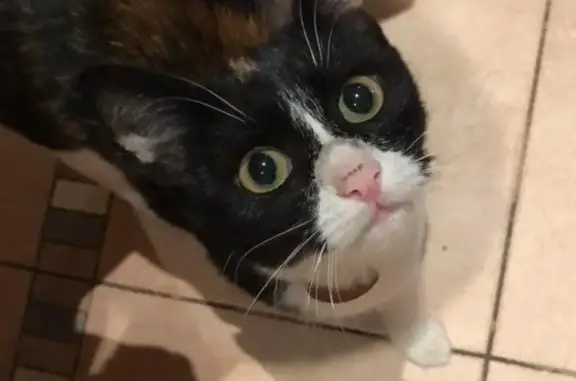 Найдена кошка на улице Вучетича