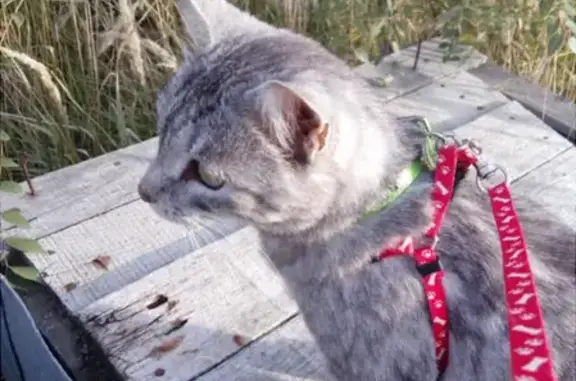 Пропала кошка на Дмитровском шоссе (169к3)