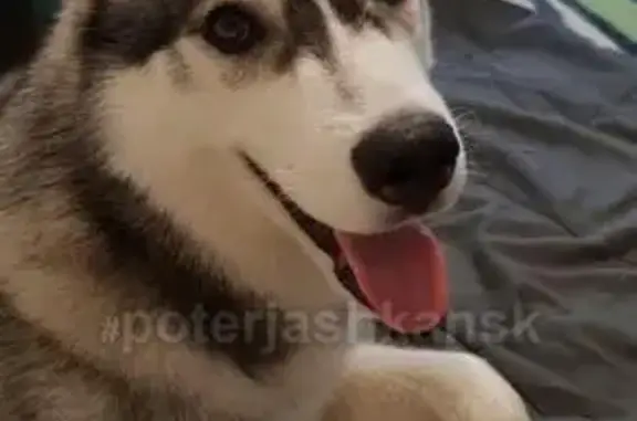 Пропала собака Балу в Ленинском районе Новосибирска