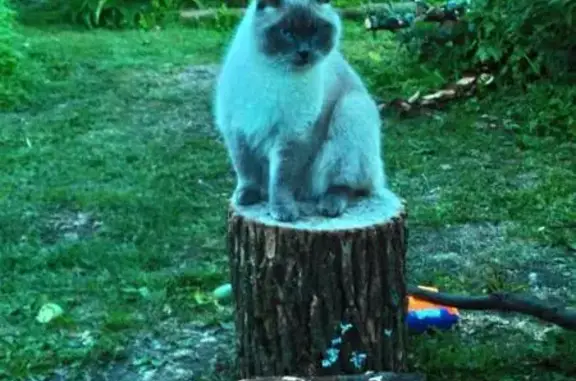 Кошки потеряшки, Дегтярево, фото: Потеряшка кошка Дымок в Дегтярево - помогите найти!